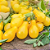 Sementes de Tomate Pera Amarelo Ernesto - 500mg - Isla Multi - Imagem 2