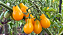 Sementes de Tomate Pera Amarelo Ernesto - 500mg - Isla Multi - Imagem 3