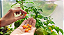 Sementes de Tomate Mini Laranja Taormina - 100mg - Isla Multi - Imagem 3