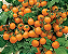 Sementes de Tomate Mini Laranja Taormina - 100mg - Isla Multi - Imagem 4