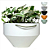 Vaso Cachepo Para Plantas San 6 Diamantado - Cuia 18 Raiz - Várias Cores - Imagem 1