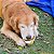 Bowl Retratil Para Pet Oikos Animal - Imagem 6