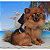 Coleira Peitoral Pet com Mochila e Guia - Tubarão - Imagem 1