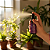 Perfume Botânico 100% Natural Tranquilidade - Imagem 3