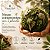 Repelente Natural de Insetos Citronela - Imagem 2