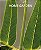 Livro Home garden - Imagem 1