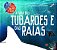 Livro A vida dos tubarões e das raias - Imagem 1