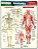 Livro Anatomia - Imagem 1