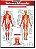 Livro Sistema muscular avançado - Imagem 1