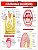 Livro Anatomia dentária avançada - Imagem 1