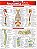 Livro Anatomia profunda e posterior - Imagem 1