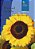 El girasol amarillo - Imagem 1
