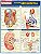 Sistema urogenital - Imagem 1