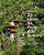 Arquitetura E Natureza - 23 Casas Na Serra Do Guararu - Imagem 1
