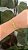 Pulseira Nó - Imagem 1