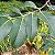 Essência Aromática Concentrada Hidrossolúvel (Água) de Eucalipto - Imagem 2