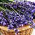 Essência Aromática Concentrada Hidrossolúvel (Água) de Lavanda Francesa - Imagem 2