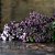 Essência Aromática Concentrada Hidrossolúvel (Água) de Patchouli - Imagem 2