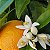 Essência Aromática Concentrada Lipossolúvel (Óleo) de Flor de Laranjeira - Imagem 2