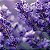 Essência Aromática Concentrada Lipossolúvel (Óleo) de Lavanda - Imagem 2