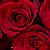 Essência Aromática Concentrada Lipossolúvel (Óleo) de Rosas Vermelhas - Imagem 2
