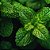 Essência Aromática Concentrada Lipossolúvel (Óleo) de Menta - Imagem 2