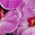 Essência Aromática Concentrada Lipossolúvel (Óleo) de Orquídea - Imagem 2