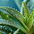 Essência Aromática Concentrada Hidrossolúvel (Água) de Aloe Vera Babosa - Imagem 2