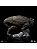 ESTÁTUA T-REX - JURASSIC WORLD - ICONS - IRON STUDIOS - Imagem 5