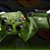 CONTROLE XBOX - 25 ANOS EDIÇÃO LIMITADA - Imagem 2