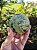 Esfera Serpentina com Pirita - Imagem 1