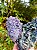 Ágata Grape (Ametista Grape) - Imagem 4