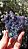 Ágata Grape (Ametista Grape) - Imagem 2