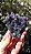 Ágata Grape (Ametista Grape) - Imagem 1
