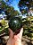 Esfera  Fuchsita com Pirita - Imagem 2