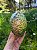 Abalone - Imagem 1
