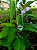 Colar Médio Fluorita Octaedro Verde - Imagem 1