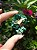Malaquita Fibrosa - Imagem 2