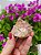 Casaco dos Sonhos - Dream Coat - Imagem 3