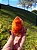 Cornalina - Imagem 2