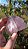 Quartzo Rosa Extra - Imagem 2