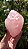 Quartzo Rosa Extra - Imagem 1