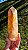 Quartzo Golden Healer Extra - Imagem 1