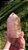 Quartzo Rosa com Golden Healer Extra - Imagem 4