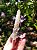 Fairy Quartz - Quartzo Fada - Imagem 4