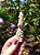 Fairy Quartz - Quartzo Fada - Imagem 3