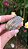 Cabochão de Labradorita - Imagem 1
