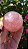 Esfera de Quartzo Rosa (extra) - Imagem 2