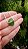 Colar Peridoto - Imagem 1