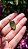 Pingente Peridoto - Imagem 2